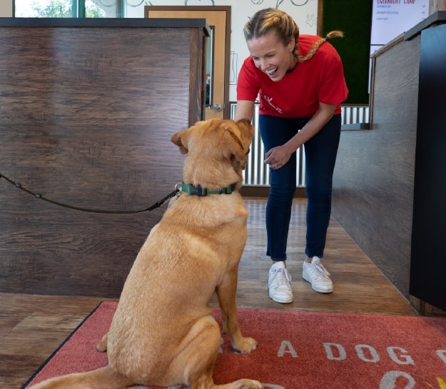 Camp Bow Wow Franchise Opportunity